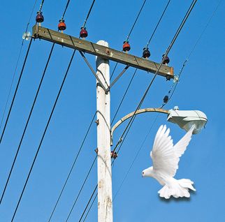 Гълъб за бездетие