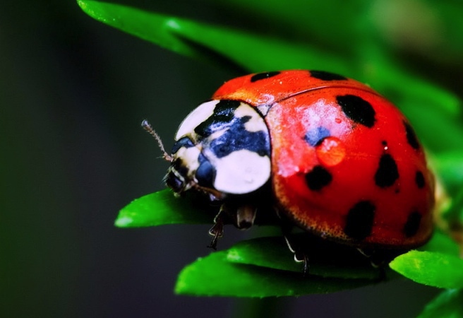 Знакът на калинката