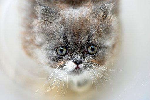 Малко коте предвесник на голямата любов