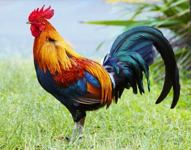 Курбанът – делничен сатанизъм