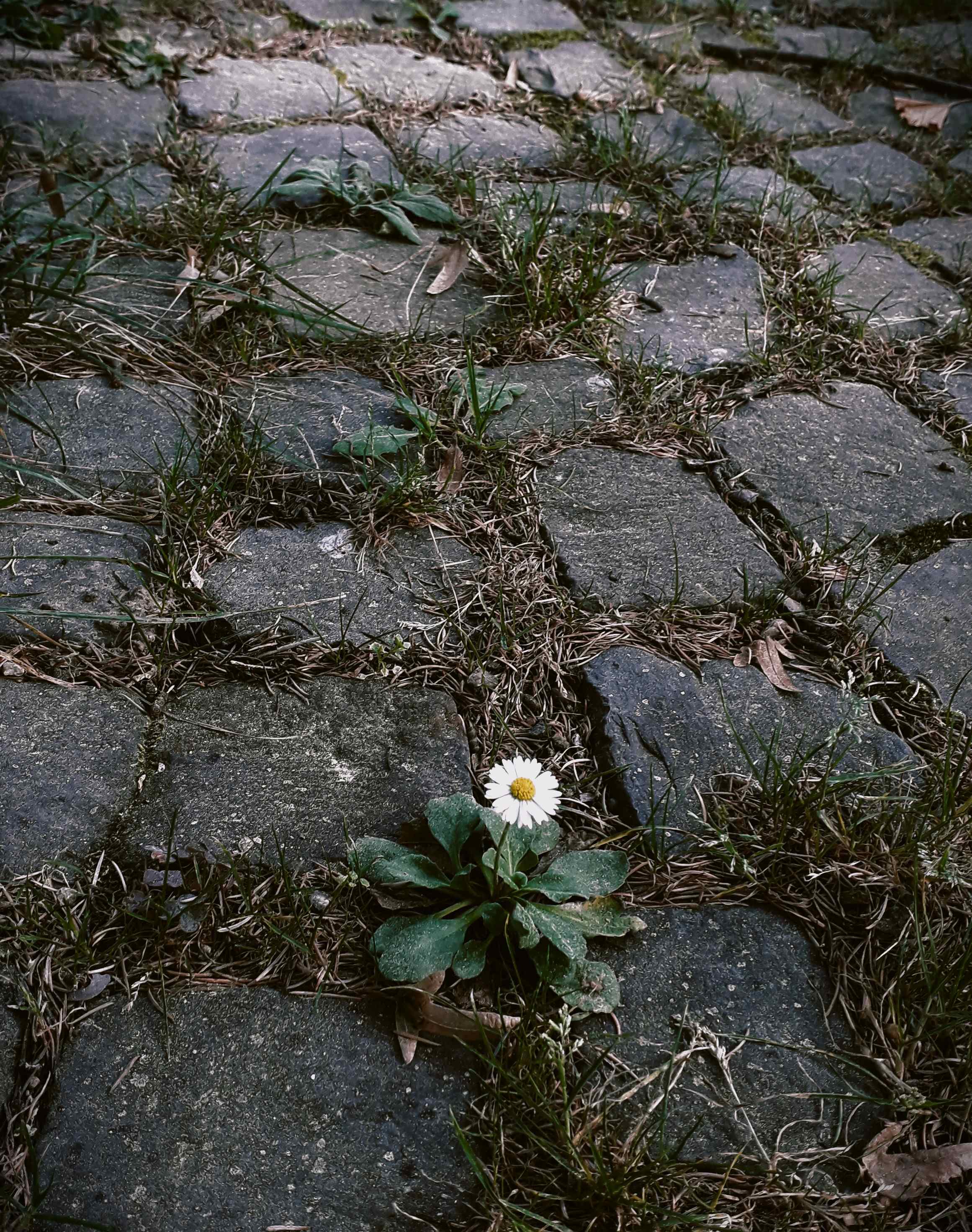 Проклятието умря, но Възраждането се отлага