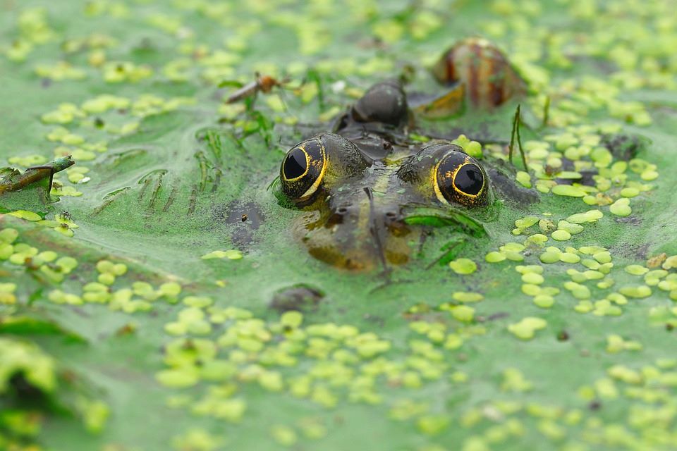 Жалкарите около нас