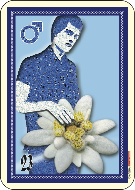 Жокер мъж еделвайс