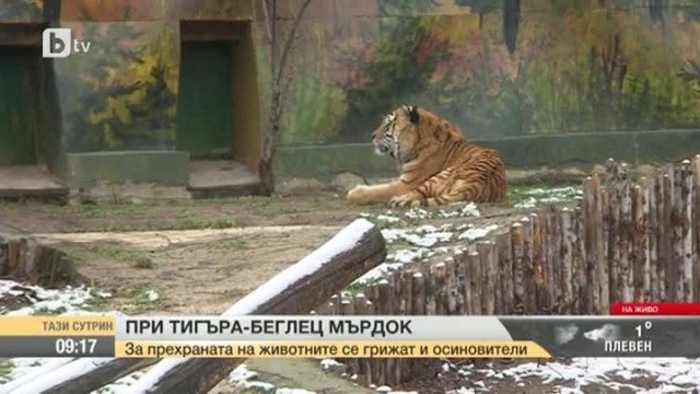 Алена на гости на тигъра беглец Мърдок